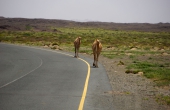 Oman, Masirah-Island_Wueste_Kamele-Strasse