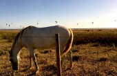 Spain_Tarifa_Kite_Pferd_Lagune