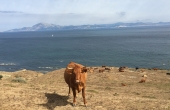 Spain_Tarifa_Meerenge-Gibraltar_Stier_Recinto