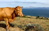 Spain_Tarifa_Meerenge-Gibraltar_Stier_Recinto2