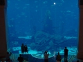 dubaihotelatlantisaquarium3