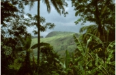 guineaconakryurwald1