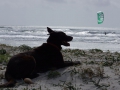 italien-sardinien-suedwest-portopino_dog-aisha-kitebeach