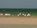 marokko-dakhla-duna-blanca_flamingos-e1349614720840