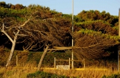 portugal_guincho_starker-wind_pinien