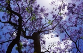 portugal_lissabon_trompetenbaumgewaechs-jacaranda