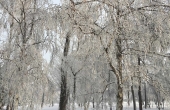 RealschuleTraunreut_Pasch-BerufUmwelt_Sibirien-Wald-Frost