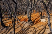 spanien-gomera_lorbeerwald_brand_gold_hdr