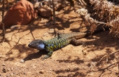 spanien-teneriffa-gecko_bunt