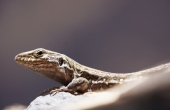 spanien-teneriffa-gecko_zoom