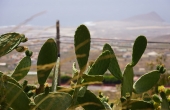 spanien-teneriffa-kite-el-medano_playa-sur_montana-roja_kaktus