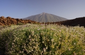 spanien-teneriffa-teide_busch