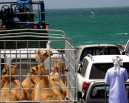 Oman Insel: MASIRAH – Lagunen & Wellen über Riffen mit Arschlochmuscheln