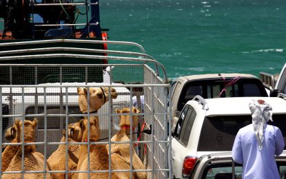 Oman Insel: MASIRAH – Lagunen & Wellen über Riffen mit Arschlochmuscheln