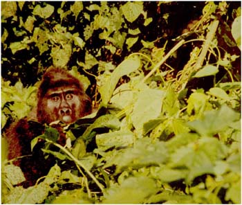 Uganda/ Zaire: Zu Besuch bei den Berggorillas. Gemeinsamkeiten zwischen Mensch und Affe