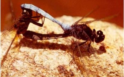 Libelle bei der Paarung im feuchtgrünen Hochland