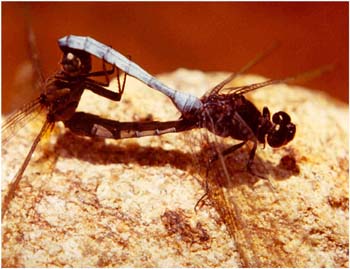 Libelle bei der Paarung im feuchtgrünen Hochland