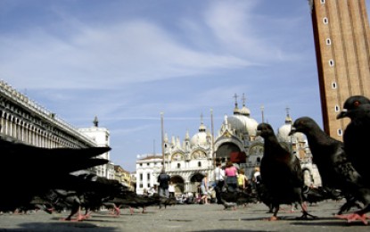 Venedig, La Piazza: Das Ende begehrter Taubenfutter-Dynastien am Markusplatz