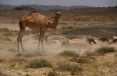 Oman, Masirah-Island_Wueste_Kamele