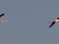 frankreich-camargue-flamingo-flug-krummerhals