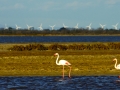 frankreich-camargue-flamingo-windrad