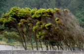 spain_galicia_costa-da-morte_traba_strong-wind_trees
