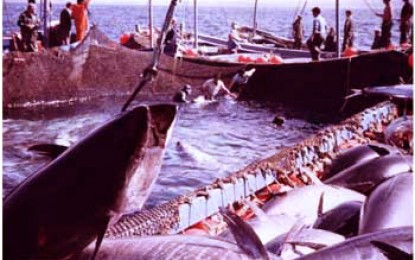 Andalusien, Costa de la Luz: Tunfischfang Almadraba, grausamer Tod für die edelsten Küchen der Welt